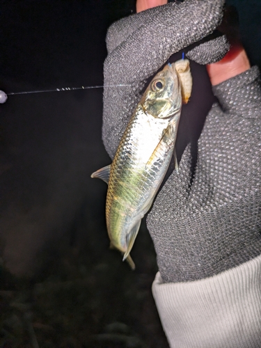 オイカワの釣果