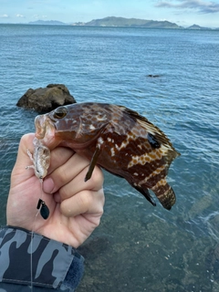 アコウの釣果