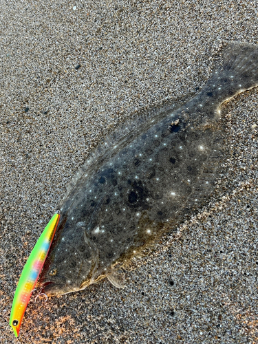 ヒラメの釣果