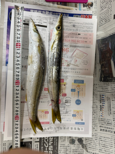 アカカマスの釣果