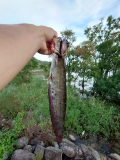 ナマズの釣果