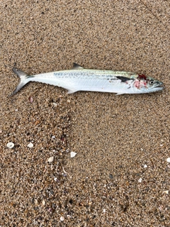 サゴシの釣果