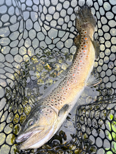 ブラウントラウトの釣果