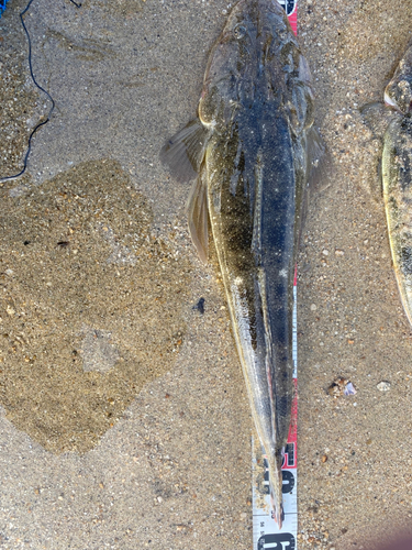 マゴチの釣果