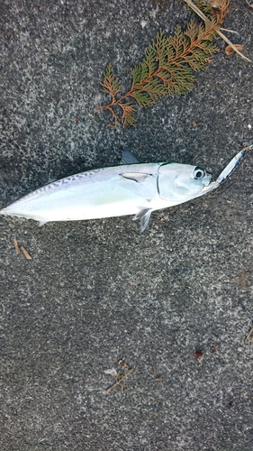 ソウダガツオの釣果