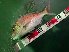 マダイの釣果