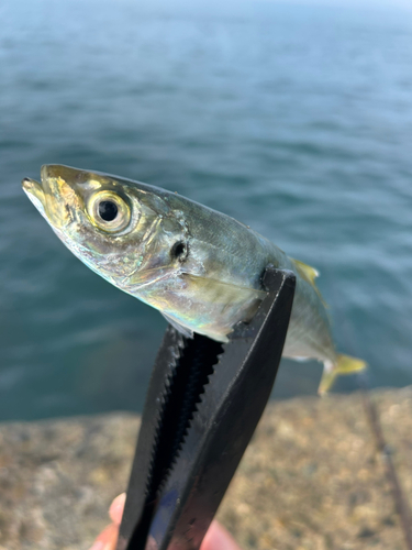 マルアジの釣果