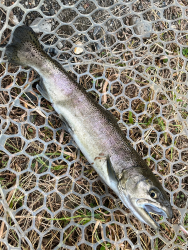 サクラマスの釣果