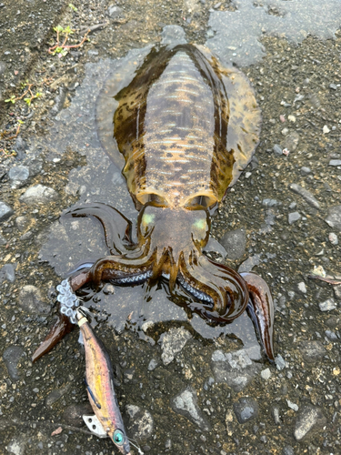 アオリイカの釣果