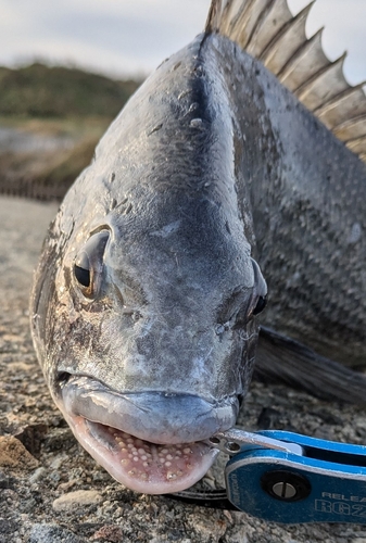 チヌの釣果