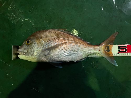 マダイの釣果