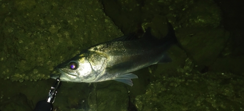 スズキの釣果