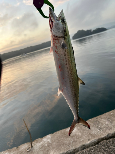 サゴシの釣果