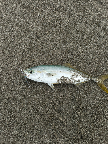 ワカシの釣果