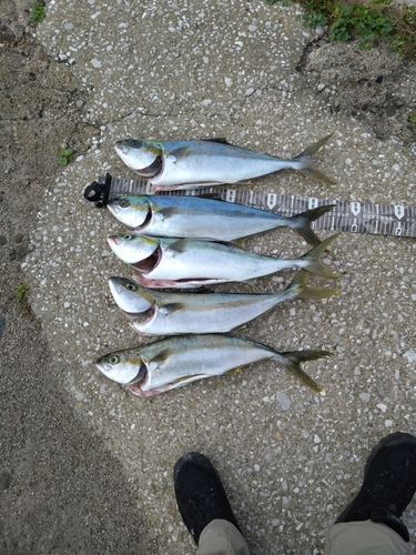 ヒラスの釣果