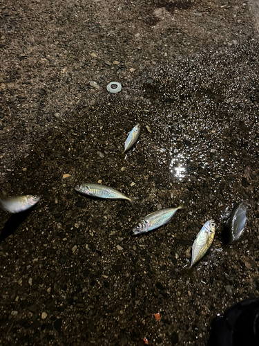 アジの釣果