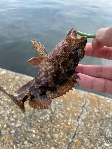 カサゴの釣果