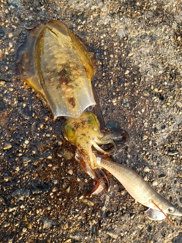 アオリイカの釣果