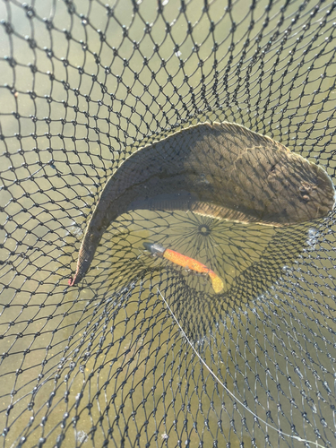 シタビラメの釣果