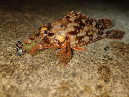 カサゴの釣果