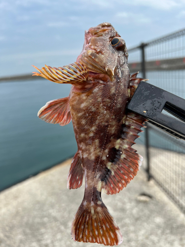 ガシラの釣果