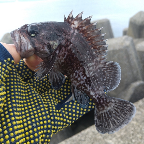 マゾイの釣果