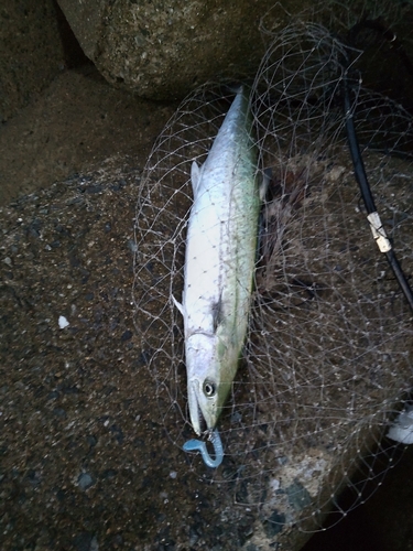 サゴシの釣果