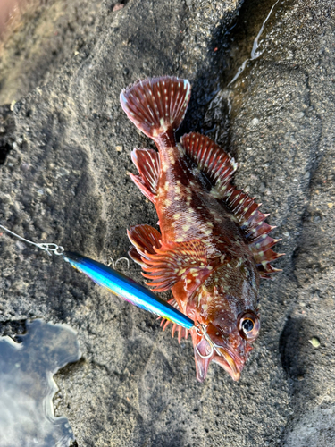 カサゴの釣果