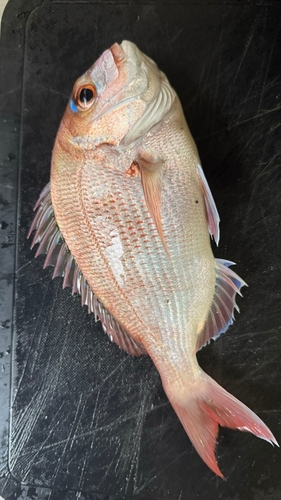 タイの釣果