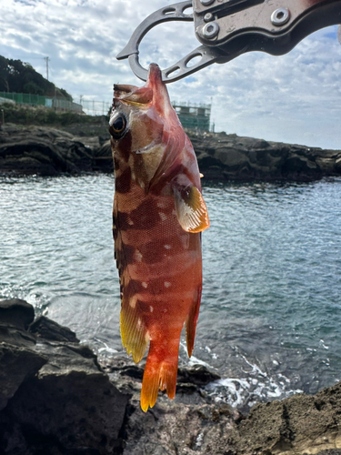 キジハタの釣果