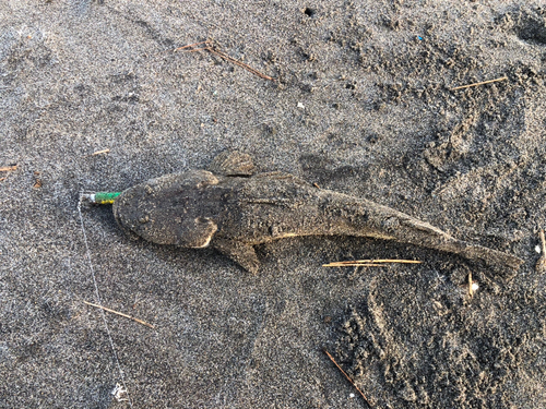 マゴチの釣果