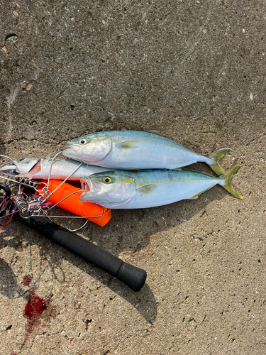 イナダの釣果