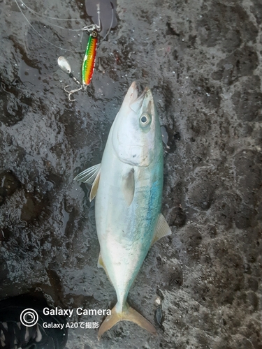 鹿児島湾北部