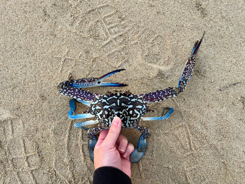 ワタリガニの釣果