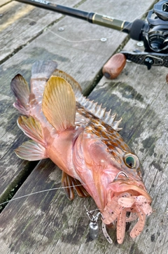 キジハタの釣果