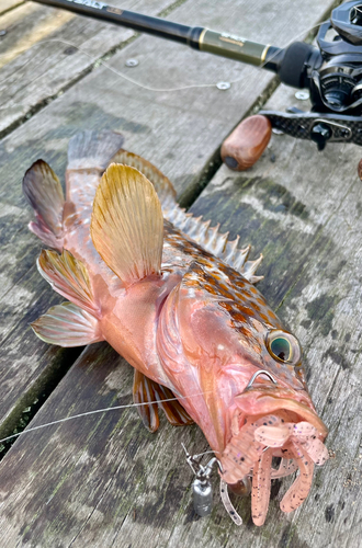 キジハタの釣果