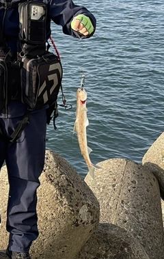 エソの釣果