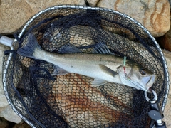 フッコ（マルスズキ）の釣果