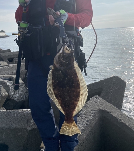 ヒラメの釣果