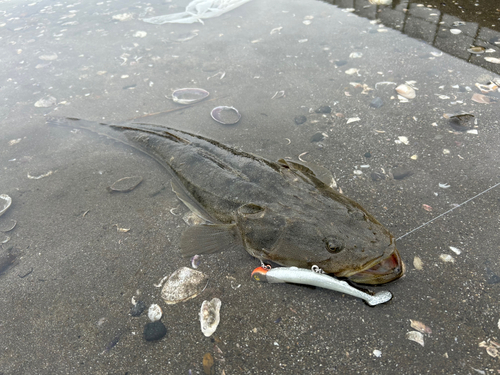 マゴチの釣果