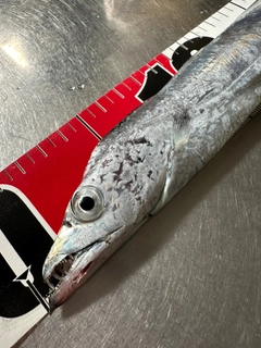 タチウオの釣果