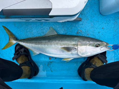 ブリの釣果