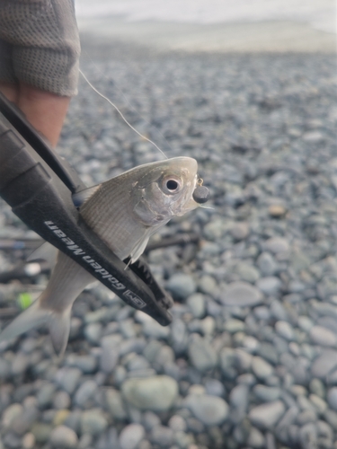 ツバメコノシロの釣果