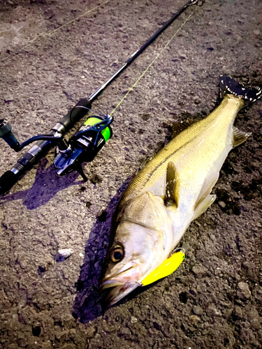 セイゴ（マルスズキ）の釣果