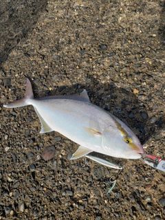 ショゴの釣果