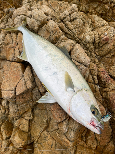 ヒラマサの釣果