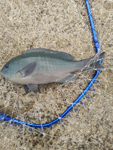 メジナの釣果