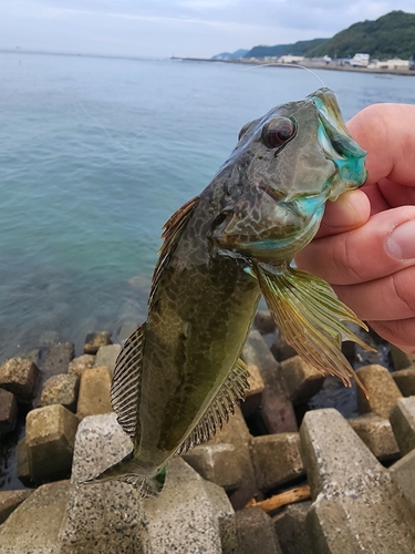 アナハゼの釣果