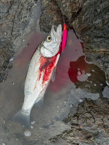 ヒラスズキの釣果