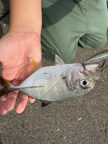 メッキの釣果